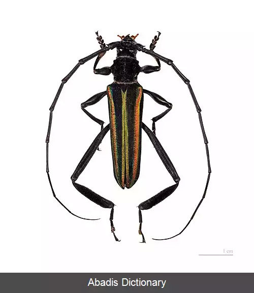 عکس زیبارنگ ها