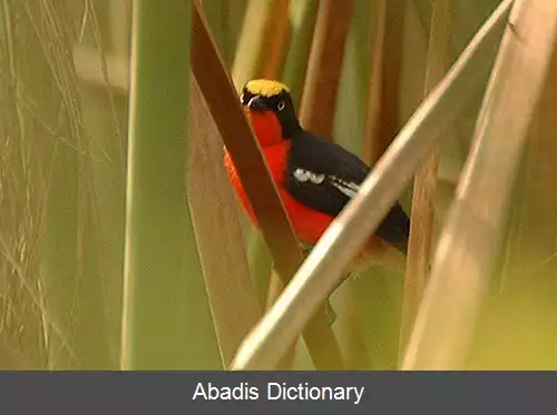 عکس زنگ آوای پیزری