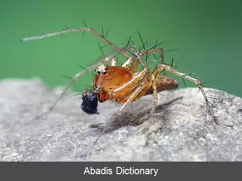 عکس عنکبوت های سیاه گوشی