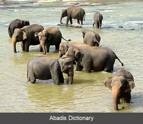 عکس فیل سری لانکایی