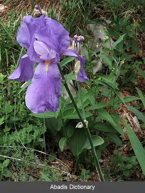 عکس زنبق سنگیو