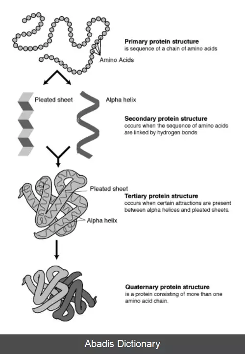 عکس ساختار پروتئین