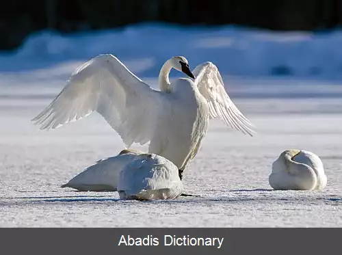 عکس قوی شیپورچی