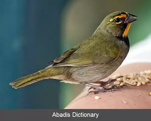 عکس چغک علفی زردچهره