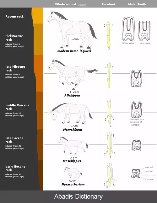 عکس فرگشت اسب