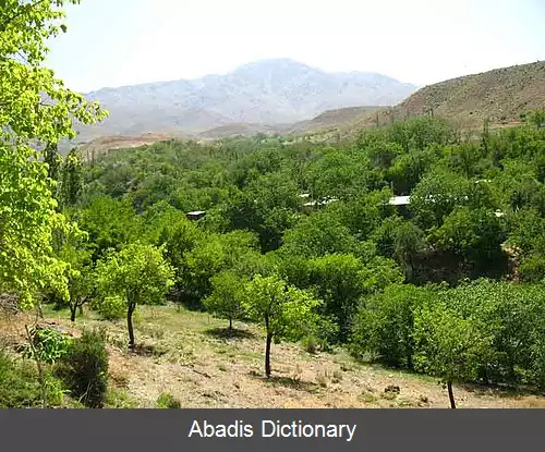 عکس سردمشک