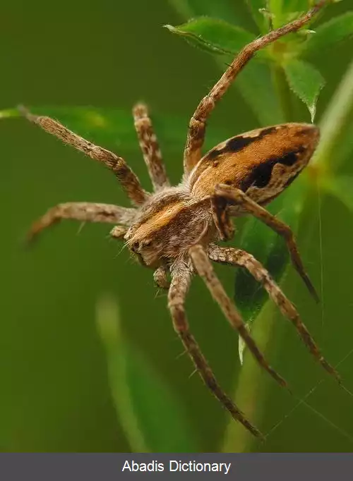 عکس عنکبوت های گهواره باف