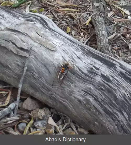 عکس زنبور زنجره کش استرالیایی