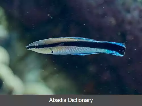 عکس زمردماهی پاک کننده آبی