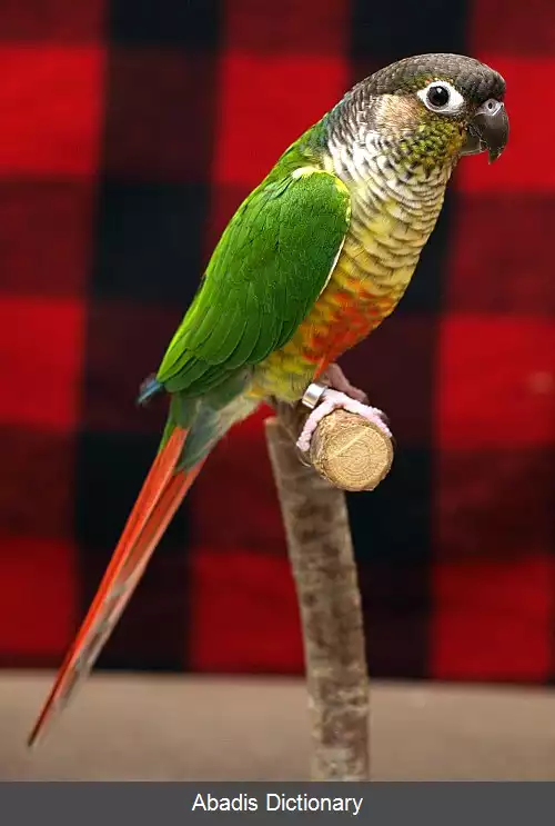 عکس طوطی گونه سبز