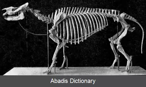 عکس فروکوه خرگوش دندان