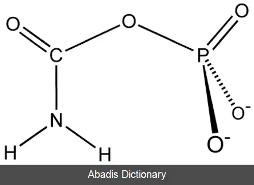 عکس کارباموئیل فسفات سنتتاز III