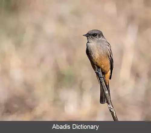 عکس دم تکان