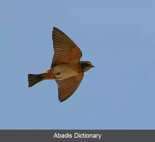 عکس پرستوی صخره آفریقای جنوبی