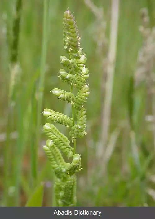 عکس چمن لجنی