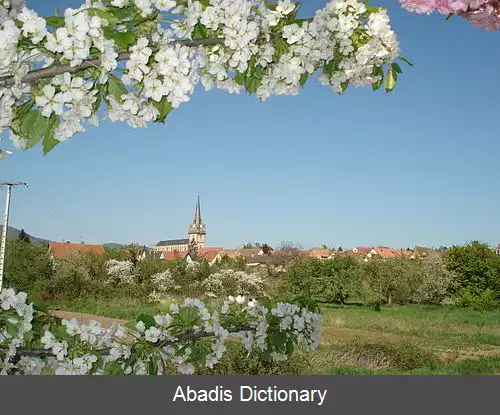 عکس برناردسویلر