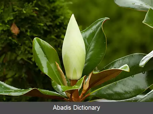 عکس مگنولیای سفید