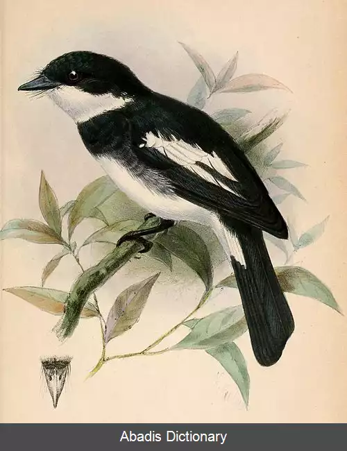 عکس مگس گیر وارد