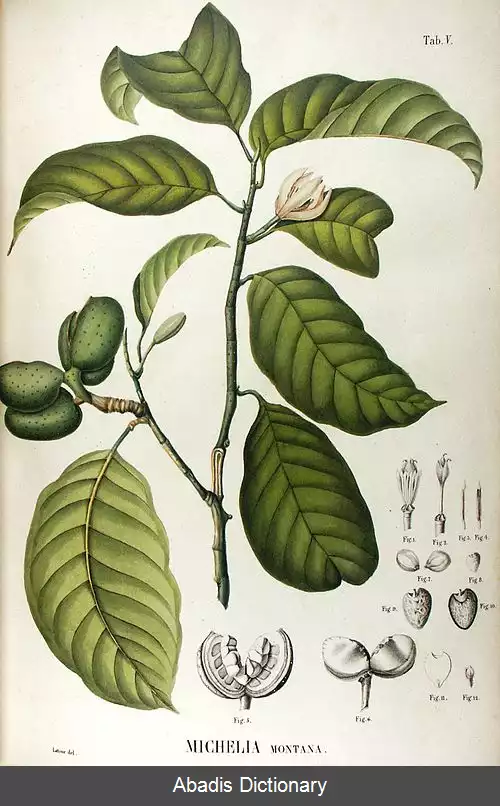 عکس مگنولیا مونتانا