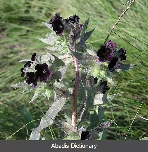 عکس چشم گربه ای (سرده)