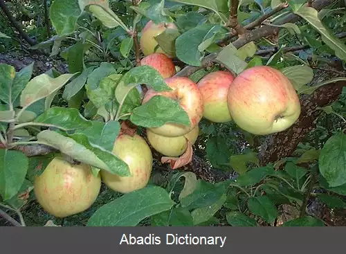 عکس سیب پختنی