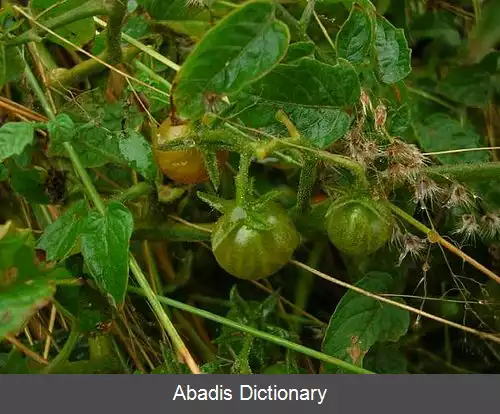 عکس گوجه انگورکی