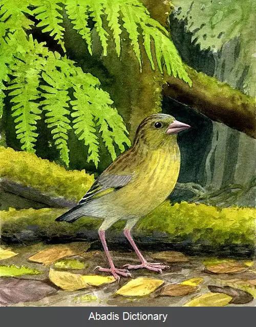 عکس سهره سبز نوک باریک