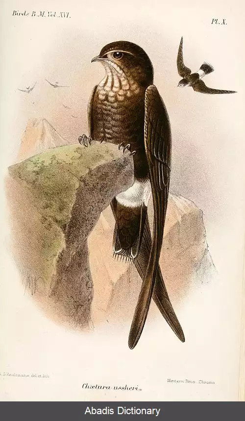 عکس دم خاری خالدار