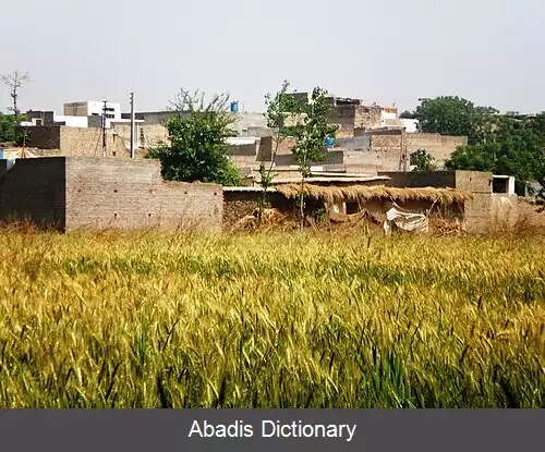 عکس سری بهلول