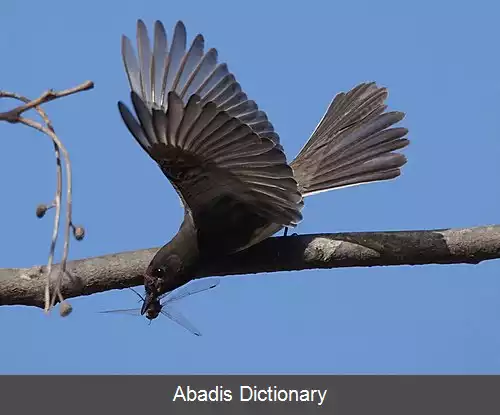 عکس دم تکان سیاه