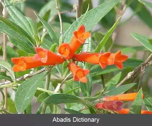 عکس بوواردیا