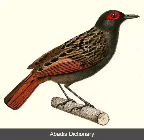 عکس چشم برهنه ها