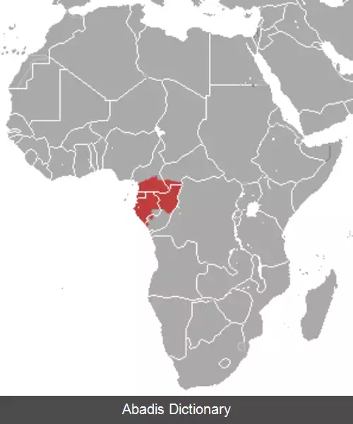 عکس زرین پوش طلایی