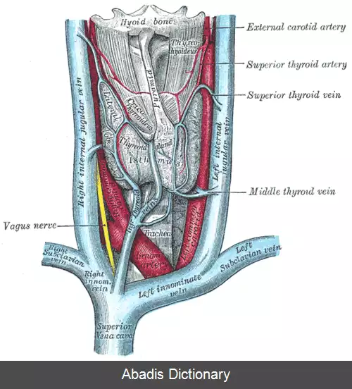 عکس ماهیچه بالابرنده غده سپردیس