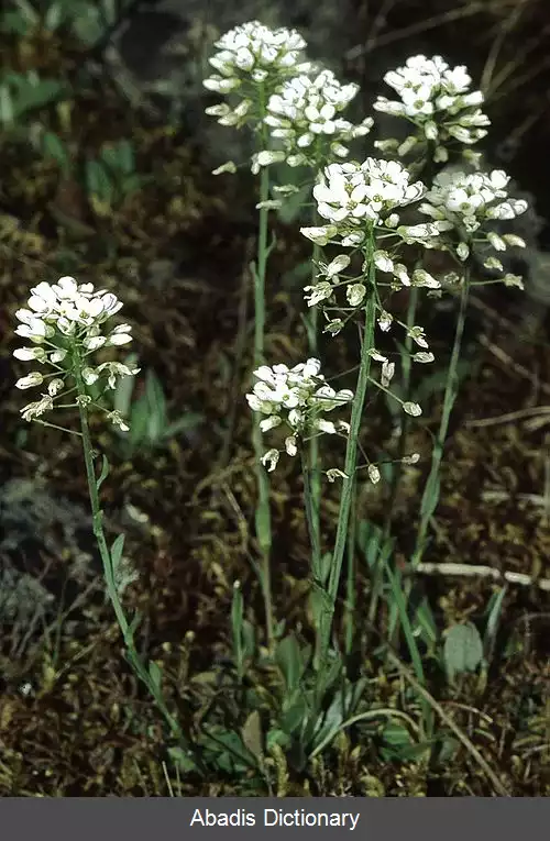 عکس کیسه چوپان (سرده)