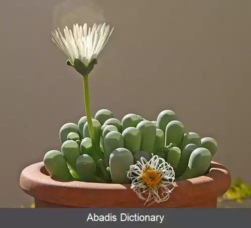 عکس فنستراریا