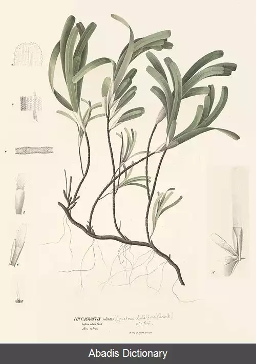 عکس علف نوارچسبی