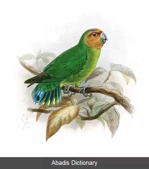 عکس طوطی کوتوله
