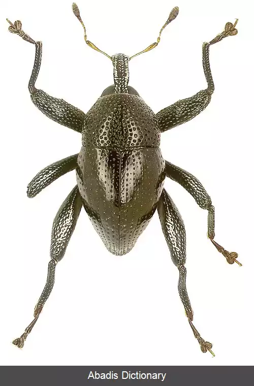 عکس سوسکچه آنکرونکوس