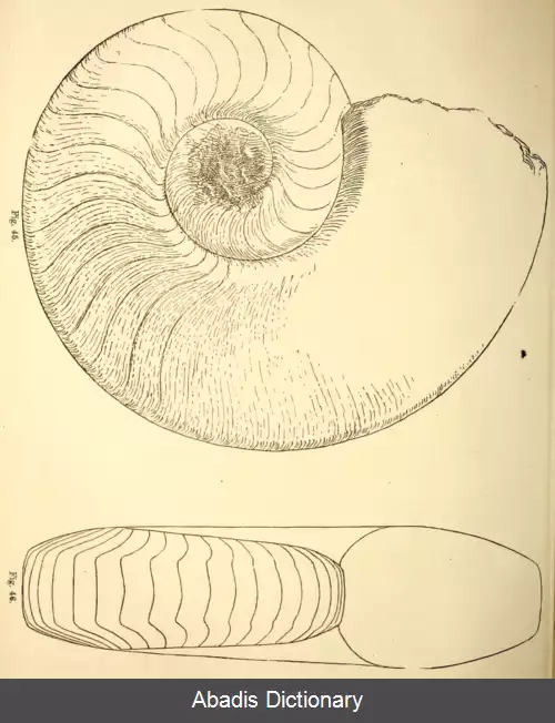 عکس قوسی شاخان