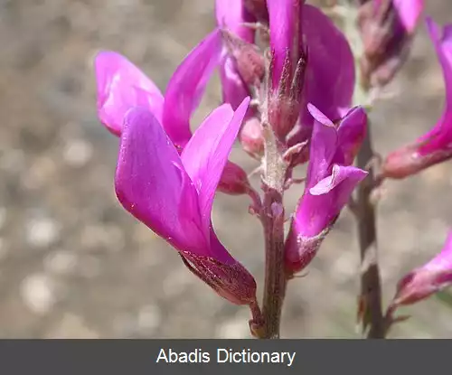 عکس اسپرسی (سرده)