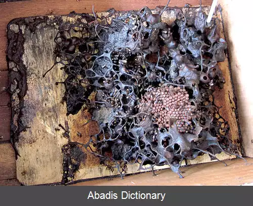 عکس زنبور بدون نیش