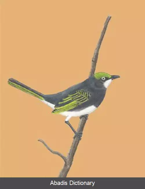 عکس سرودخوان توسی
