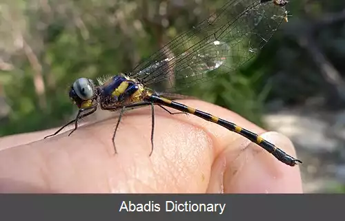 عکس بال بسته گرمسیری