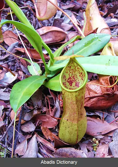 عکس گیاه پارچ تای