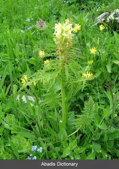 عکس سنبل باتلاقی (سرده)