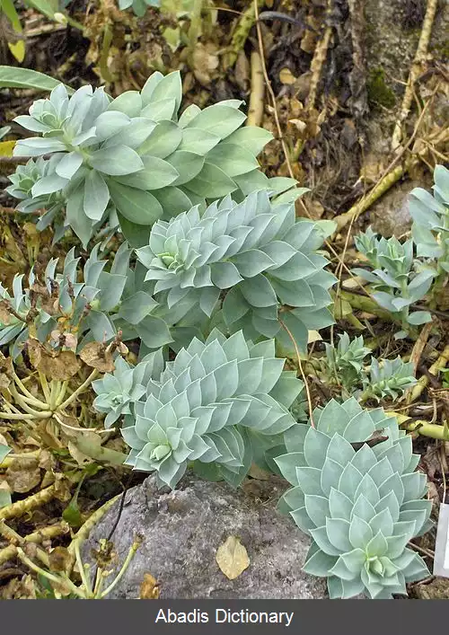 عکس فرفیون فرانسوی