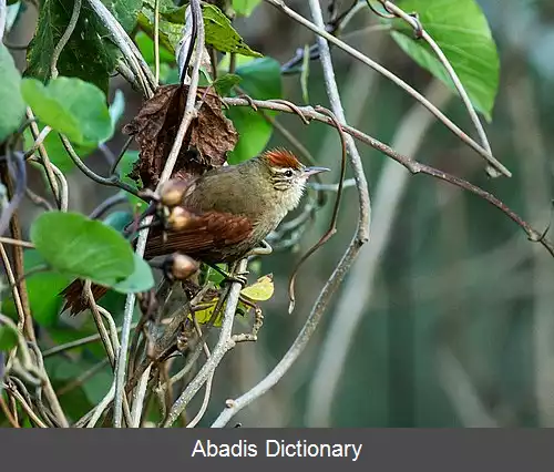 عکس دم تیزک گونه خطدار