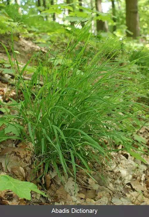 عکس ملیکای تک گل