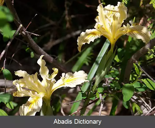 عکس زنبق سیسکیو